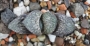 Хавортия (Haworthia 氷雨×赤スプレンデンス)