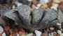 Хавортия (Haworthia 氷雨×赤スプレンデンス)