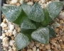 Хавортия (Haworthia 콤프토 hybrid)