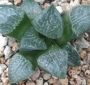 Хавортия (Haworthia 콤프토 hybrid)