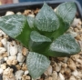 Хавортия (Haworthia 콤프토 hybrid)