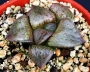 Хавортия комптониана (Haworthia comptoniana RIB0424, Willowmore)