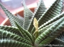 Хавортия лимифолия (Haworthia limifolia striata)