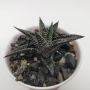 Хавортия лимифолия (Haworthia limifolia striata)