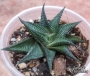 Хавортия лимифолия (Haworthia limifolia striata twister)