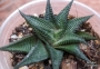 Хавортия лимифолия (Haworthia limifolia striata twister)