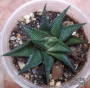 Хавортия лимифолия (Haworthia limifolia striata twister)