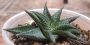 Хавортия лимифолия (Haworthia limifolia striata twister)
