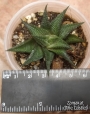 Хавортия лимифолия (Haworthia limifolia striata twister)