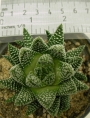Хавортия пумила (Haworthia Pumila Royal Albert)