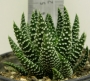 Хавортия пумила (Haworthia Pumila Royal Albert)