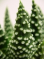 Хавортия пумила (Haworthia Pumila Royal Albert)