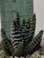 Хавортия пумила (Haworthia Pumila Royal Albert)