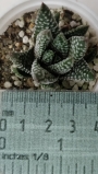 Хавортия пумила (Haworthia Pumila Royal Albert)