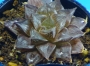 Хавортия Пурпурният кварц (Haworthia Purple quartz, ハオルチア紫クオーツ)