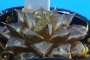 Хавортия Пурпурният кварц (Haworthia Purple quartz, ハオルチア紫クオーツ)