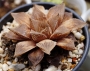 Хавортия Пурпурният кварц (Haworthia Purple quartz, ハオルチア紫クオーツ)