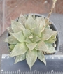 Хавортия Пурпурният кварц (Haworthia Purple quartz, ハオルチア紫クオーツ)