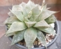 Хавортия Пурпурният кварц (Haworthia Purple quartz, ハオルチア紫クオーツ)