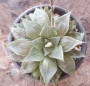 Хавортия Пурпурният кварц (Haworthia Purple quartz, ハオルチア紫クオーツ)
