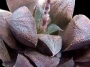 Хавортия Шоколад (Haworthia Chocolate)