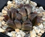 Хавортия Шоколад (Haworthia Chocolate)