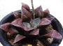 Хавортия Шоколад (Haworthia Chocolate)