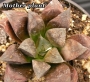 Хавортия Шоколад (Haworthia Chocolate)