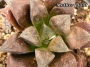 Хавортия Шоколад (Haworthia Chocolate)