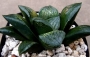 Хавортия турска светлина (Haworthia Turkish light, ターキッシュライト)