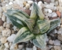 Хавортия вариегата (Haworthia cv. Tiger Pygmaea variegata)