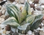 Хавортия вариегата (Haworthia cv. Tiger Pygmaea variegata)