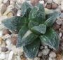 Хавортия вариегата (Haworthia cv. Tiger Pygmaea variegata)