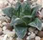 Хавортия вариегата (Haworthia cv. Tiger Pygmaea variegata)
