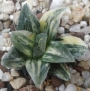 Хавортия вариегата (Haworthia cv. Tiger Pygmaea variegata)