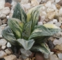 Хавортия вариегата (Haworthia cv. Tiger Pygmaea variegata)