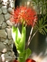 Хемантус мултифлорус, Скадоксус ,Слонско ухо (Haemanthus multiflorus)