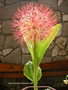 Хемантус мултифлорус, Скадоксус ,Слонско ухо (Haemanthus multiflorus)