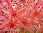 Хемантус мултифлорус, Скадоксус ,Слонско ухо (Haemanthus multiflorus)