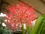 Хемантус мултифлорус, Скадоксус ,Слонско ухо (Haemanthus multiflorus)