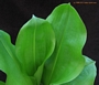 Хемантус мултифлорус, Скадоксус ,Слонско ухо (Haemanthus multiflorus)