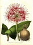 Хемантус мултифлорус, Скадоксус ,Слонско ухо (Haemanthus multiflorus)