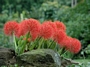 Хемантус мултифлорус, Скадоксус ,Слонско ухо (Haemanthus multiflorus)