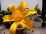 Хемерокалис, оранжево жълт (Hemerocallis)