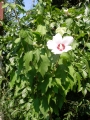 Хибискус, Градински, бял, дървовидна ружа (Hibiscus)