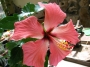 Хибискус (Hibiscus)