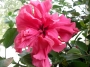 Хибискус (Hibiscus)