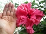 Хибискус (Hibiscus)