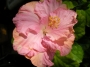 Хибискус жълто-розов (Hibiscus)