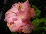 Хибискус жълто-розов (Hibiscus)